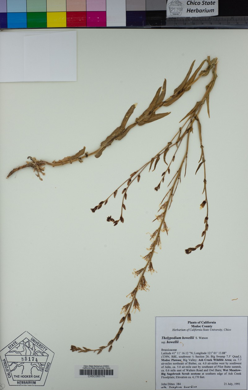 Thelypodium howellii subsp. howellii photo 5