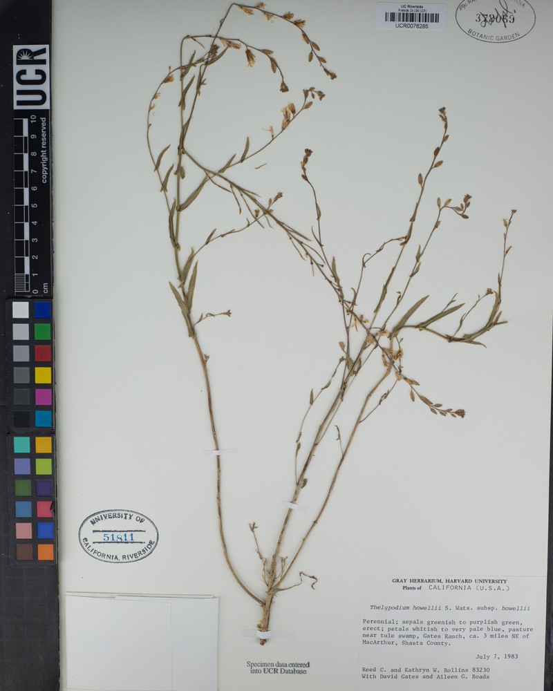 Thelypodium howellii subsp. howellii photo 6