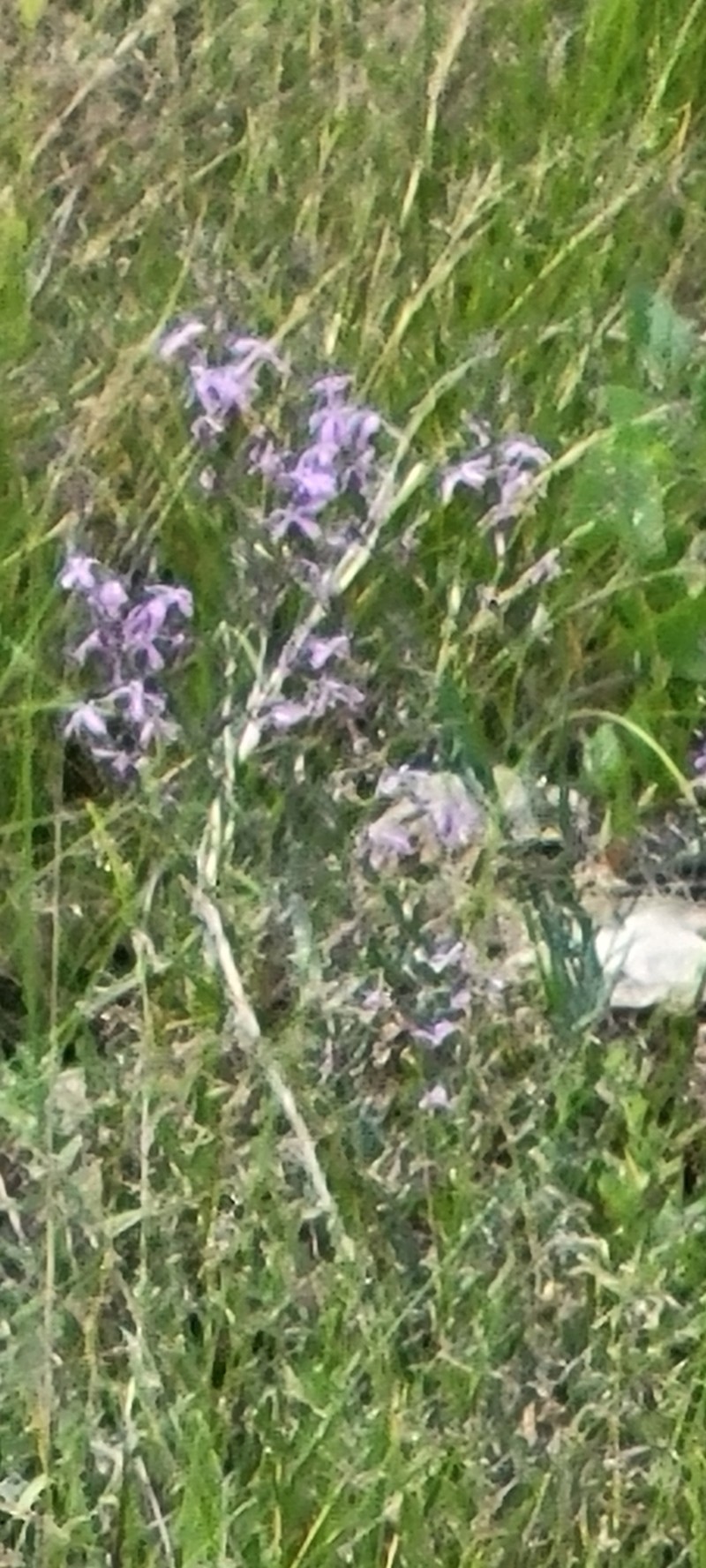 Thelypodium howellii subsp. spectabilis