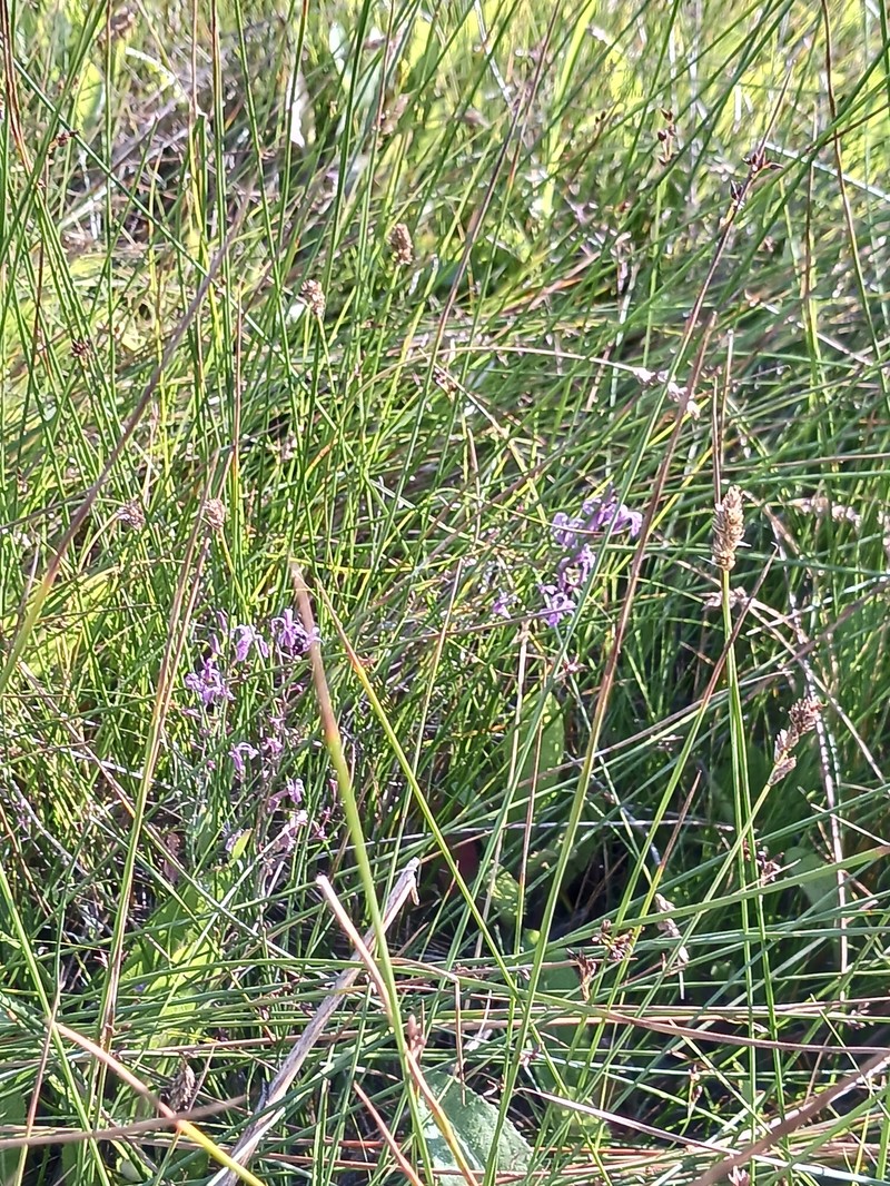 Thelypodium howellii subsp. spectabilis photo 2