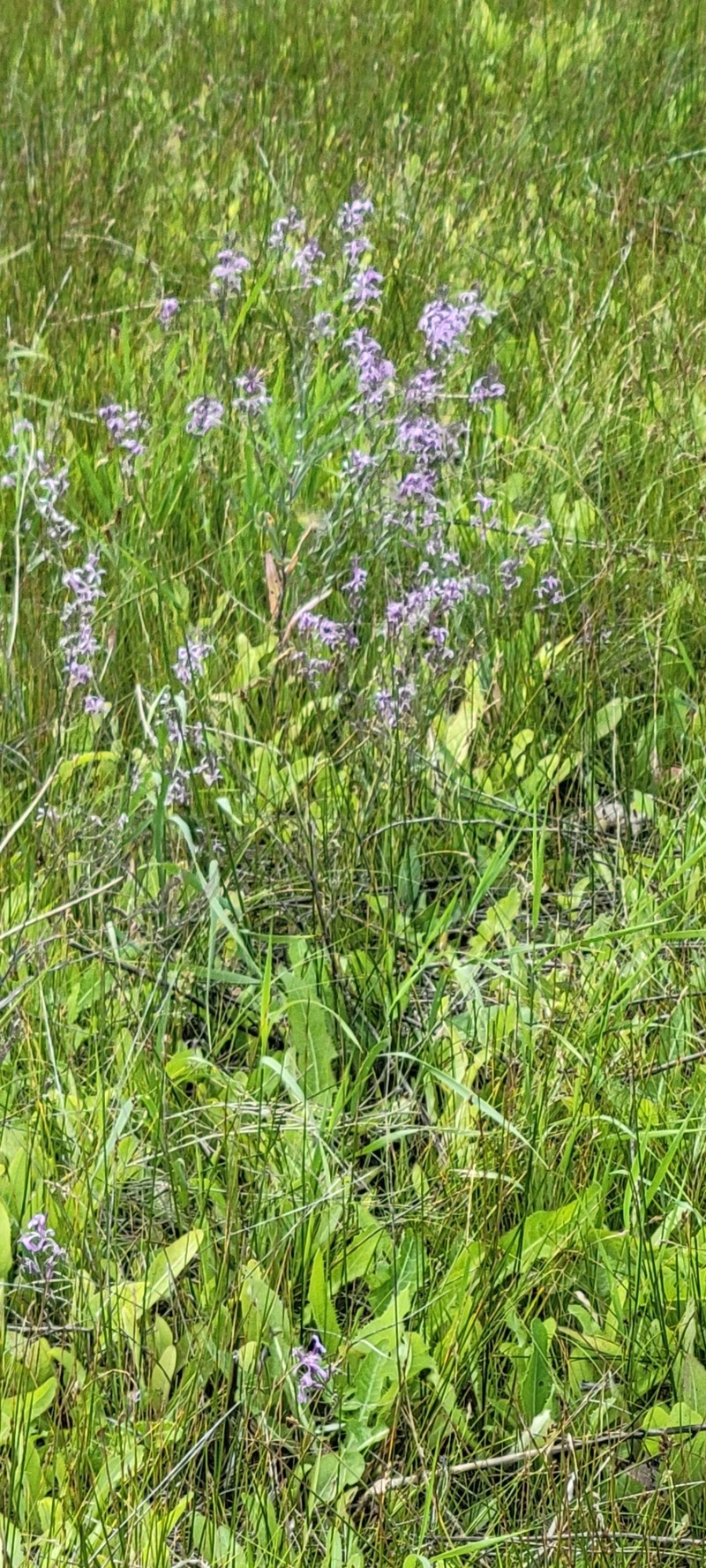 Thelypodium howellii subsp. spectabilis photo 4