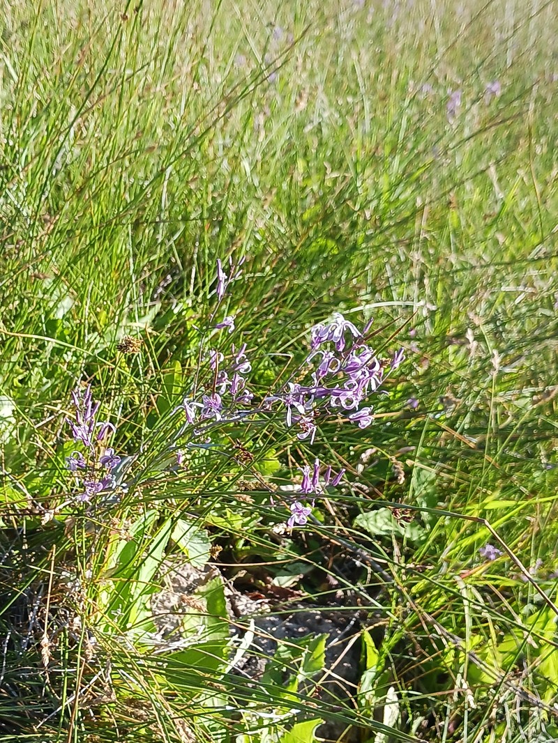 Thelypodium howellii subsp. spectabilis photo 5
