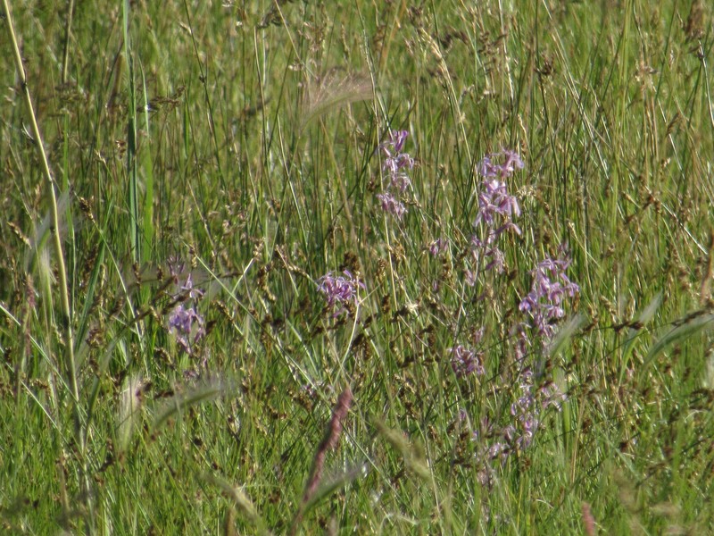 Thelypodium howellii subsp. spectabilis photo 6