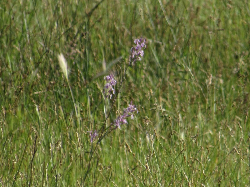 Thelypodium howellii subsp. spectabilis photo 7