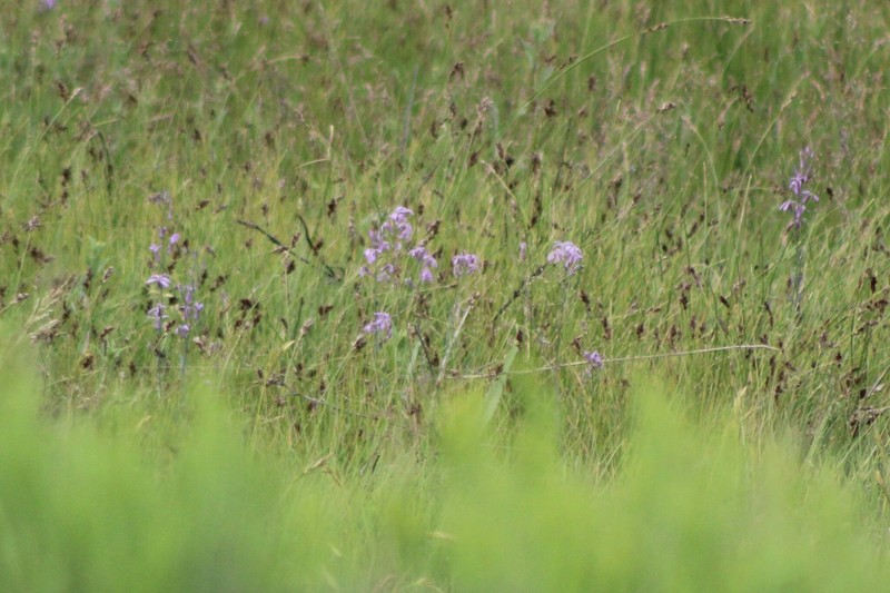 Thelypodium howellii subsp. spectabilis photo 8