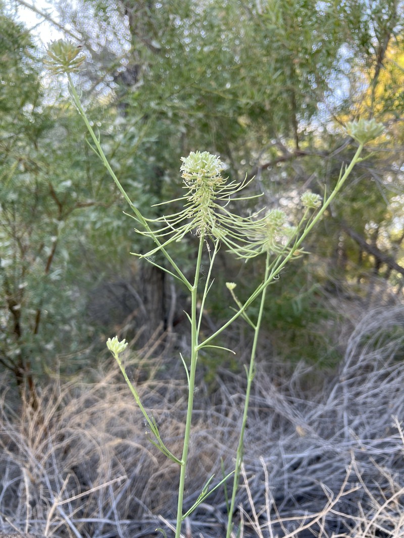Thelypodium integrifolium subsp. affine