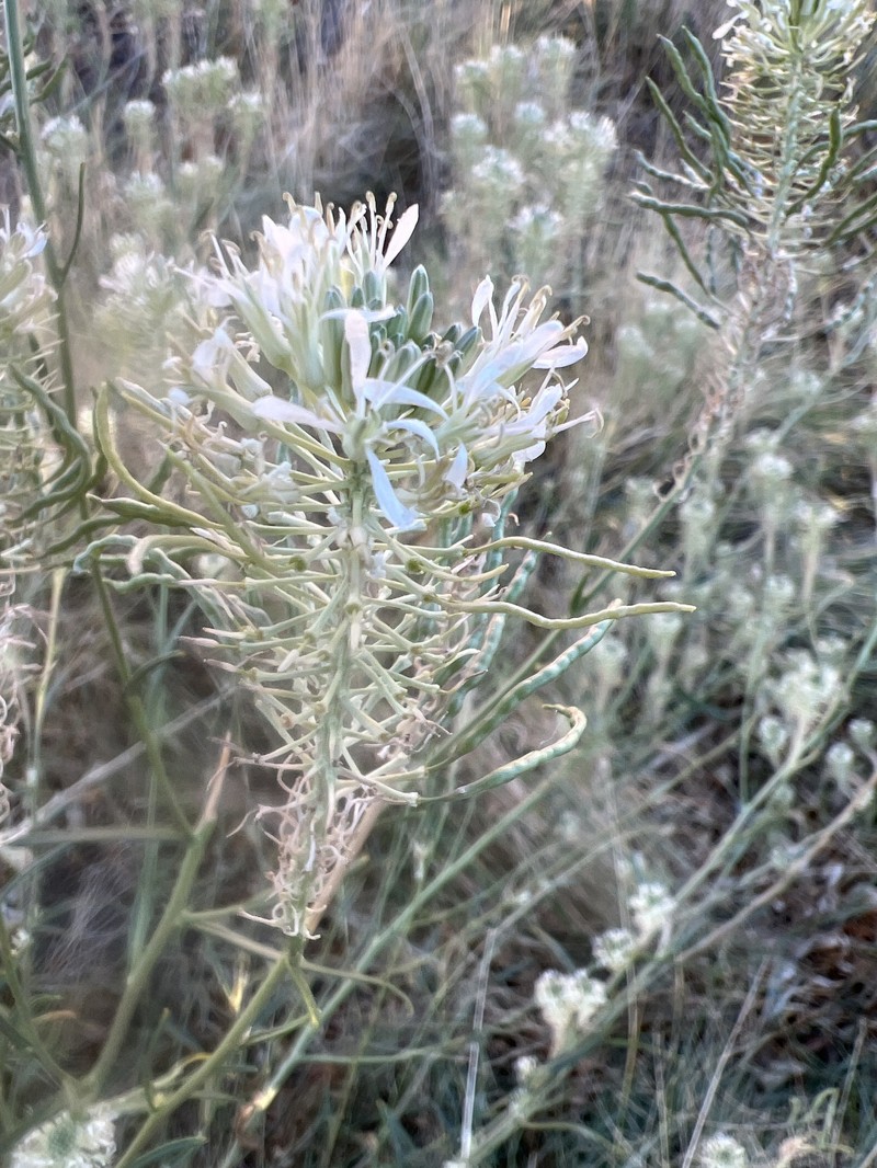Thelypodium integrifolium subsp. affine photo 2
