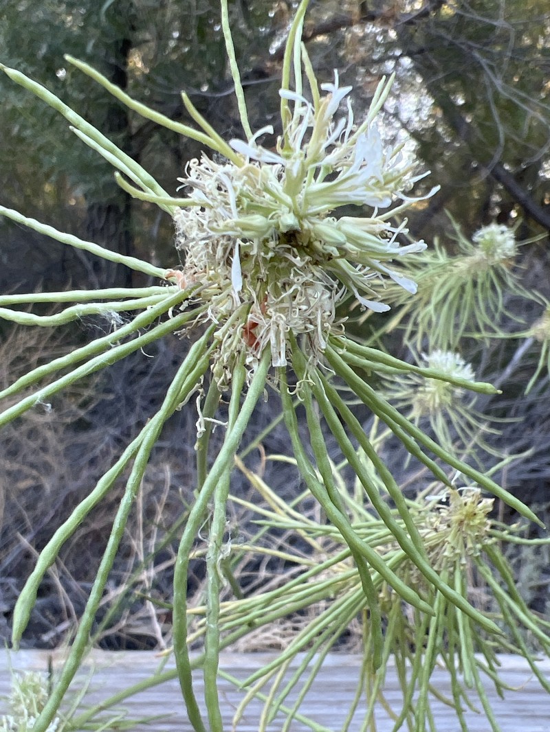 Thelypodium integrifolium subsp. affine photo 3