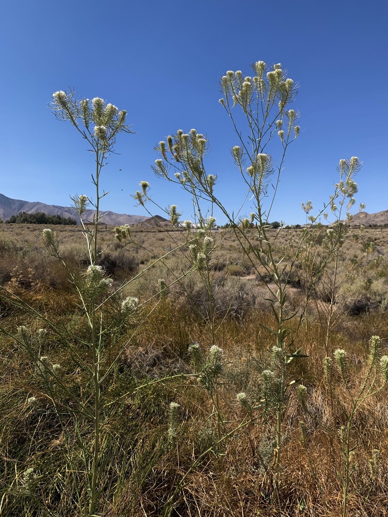 Thelypodium integrifolium subsp. affine photo 4