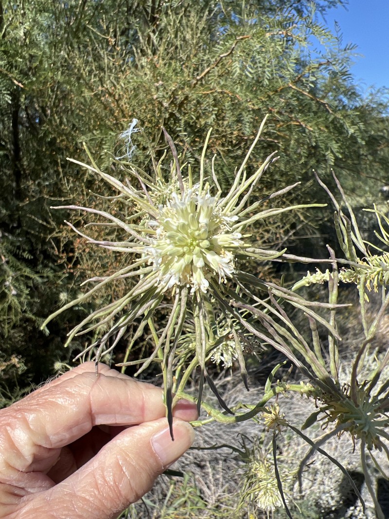 Thelypodium integrifolium subsp. affine photo 5
