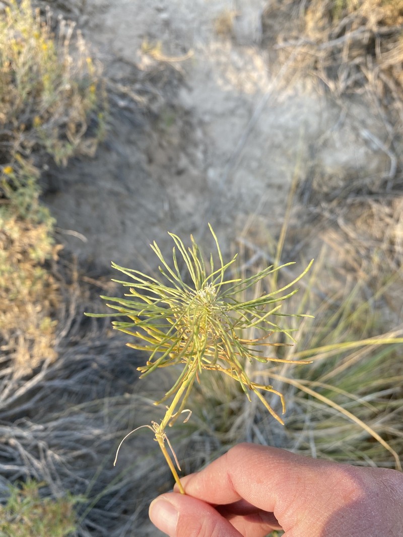 Thelypodium integrifolium subsp. affine photo 6