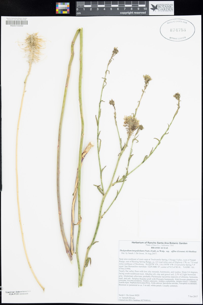 Thelypodium integrifolium subsp. affine photo 7