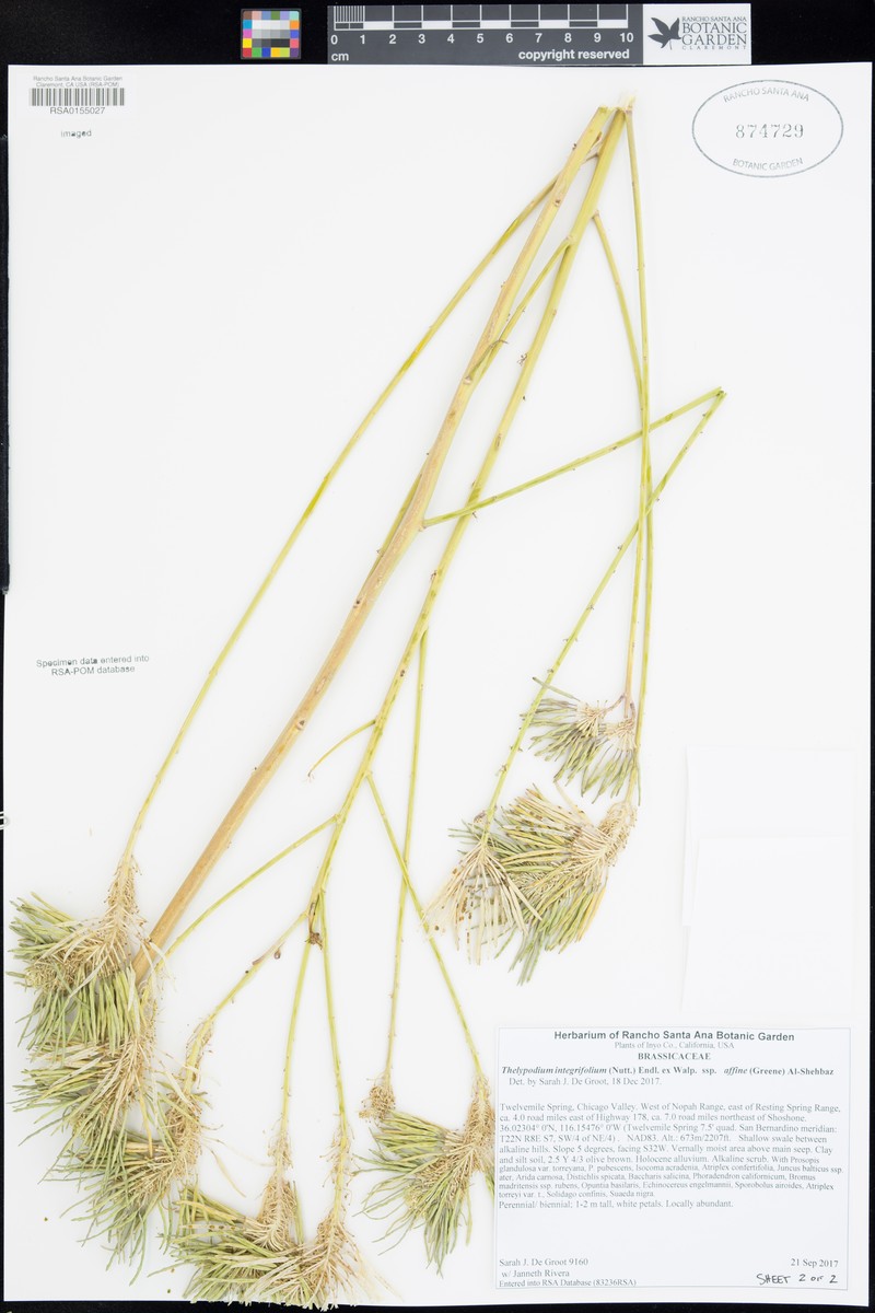 Thelypodium integrifolium subsp. affine photo 8