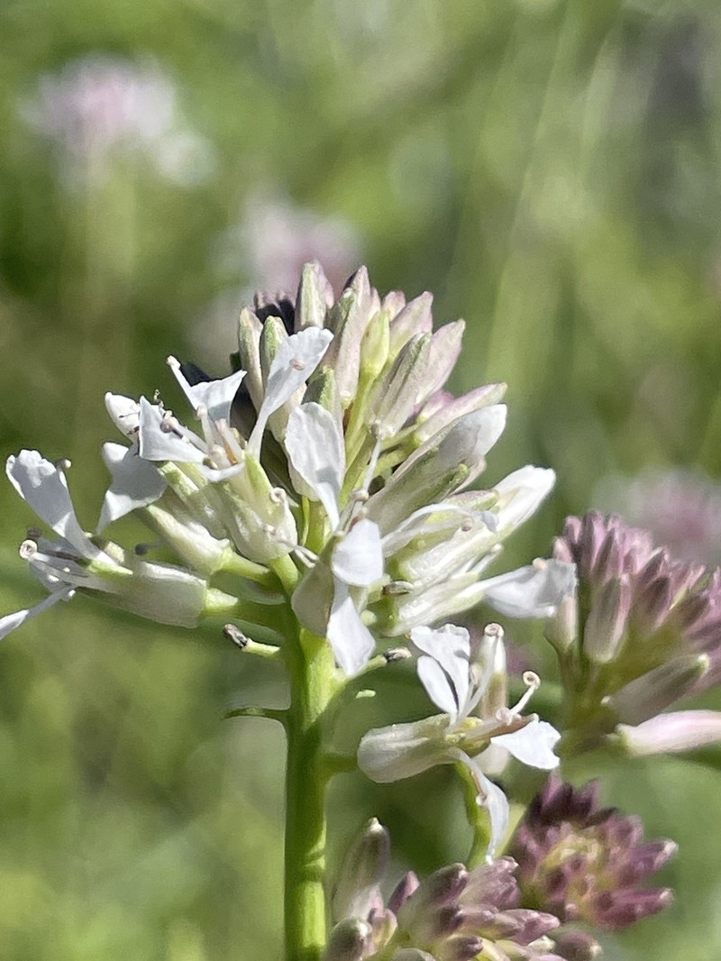 Thelypodium integrifolium subsp. complanatum