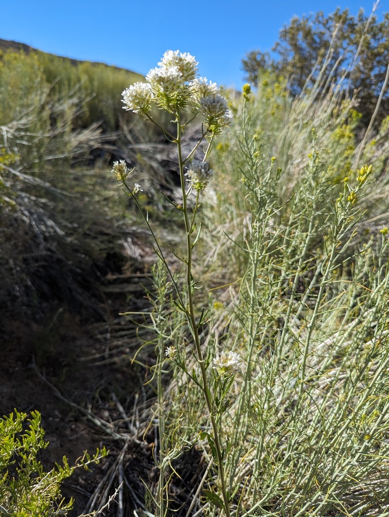 Thelypodium integrifolium subsp. complanatum photo 2