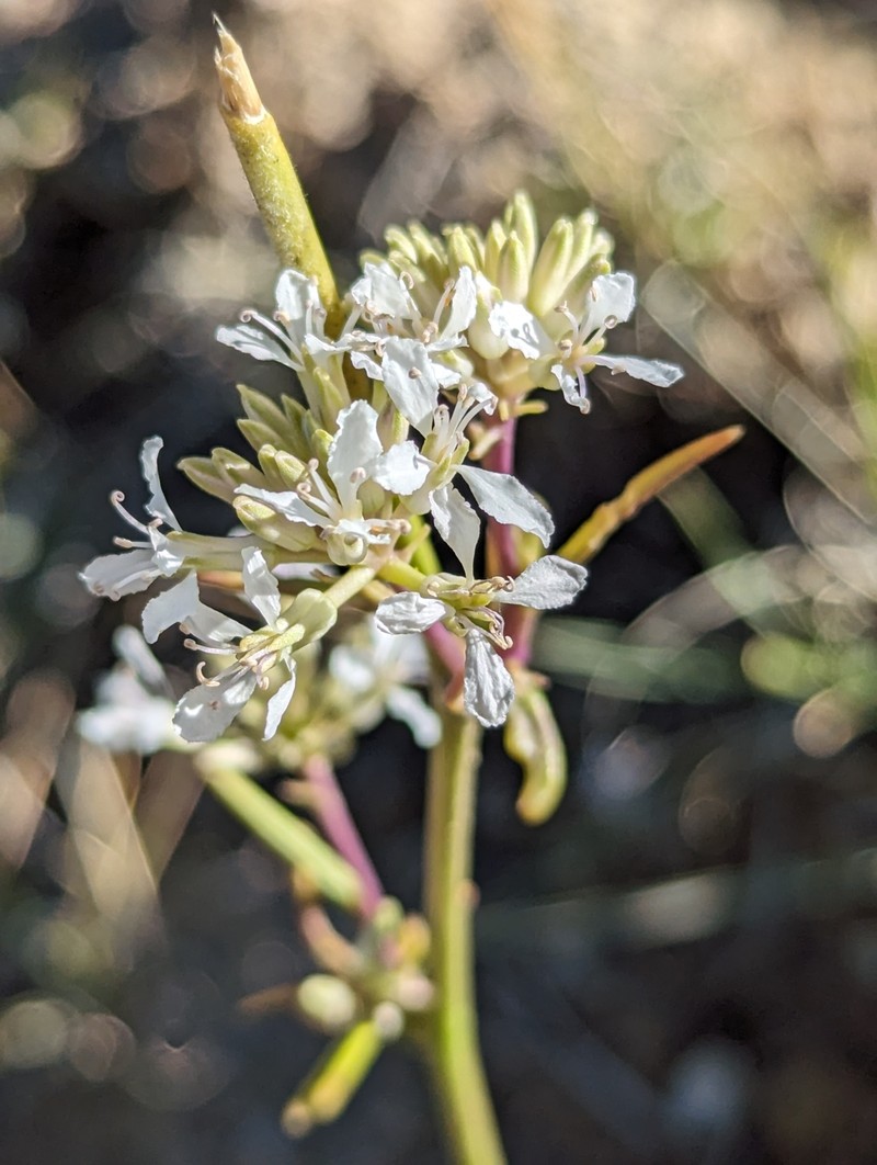 Thelypodium integrifolium subsp. complanatum photo 3