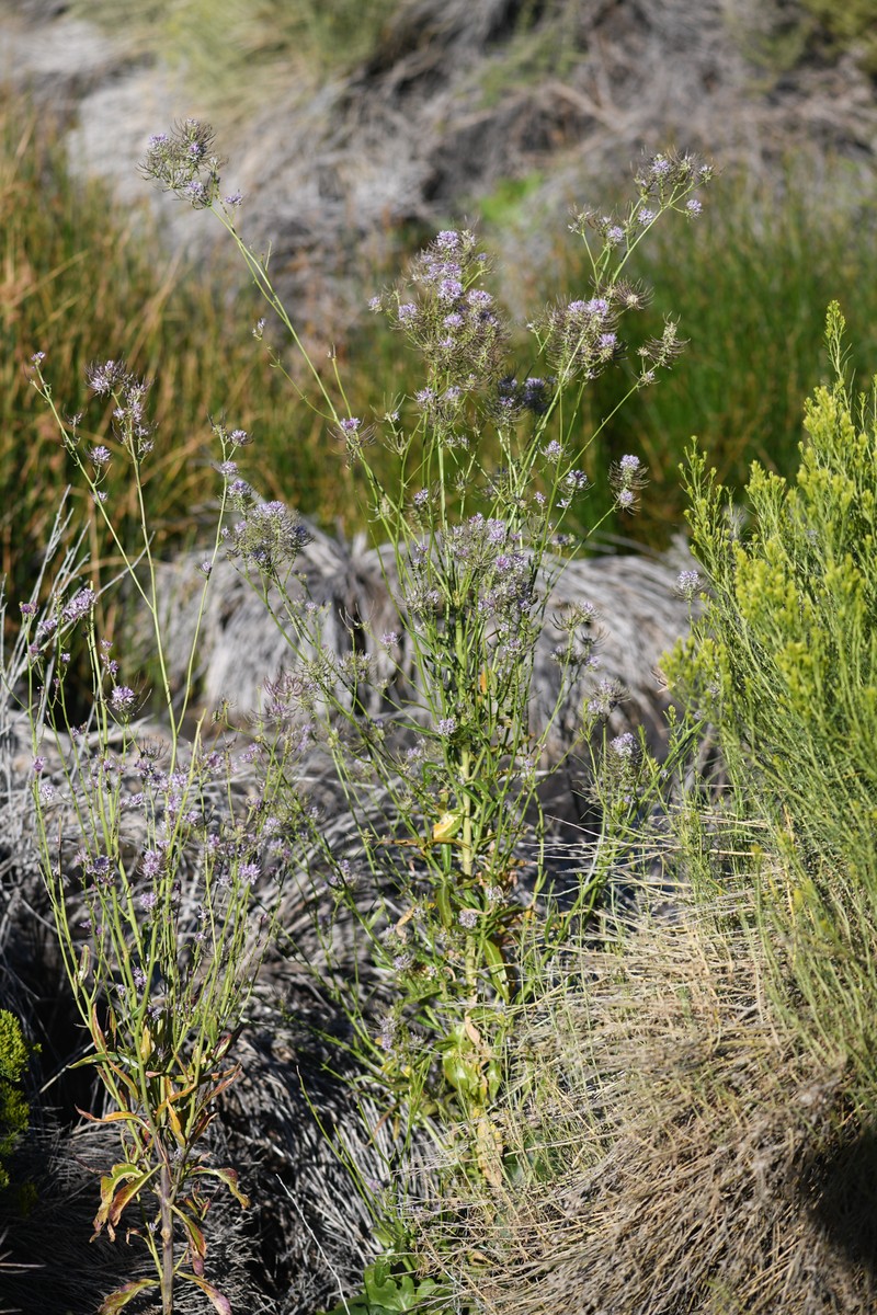 Thelypodium integrifolium subsp. complanatum photo 4