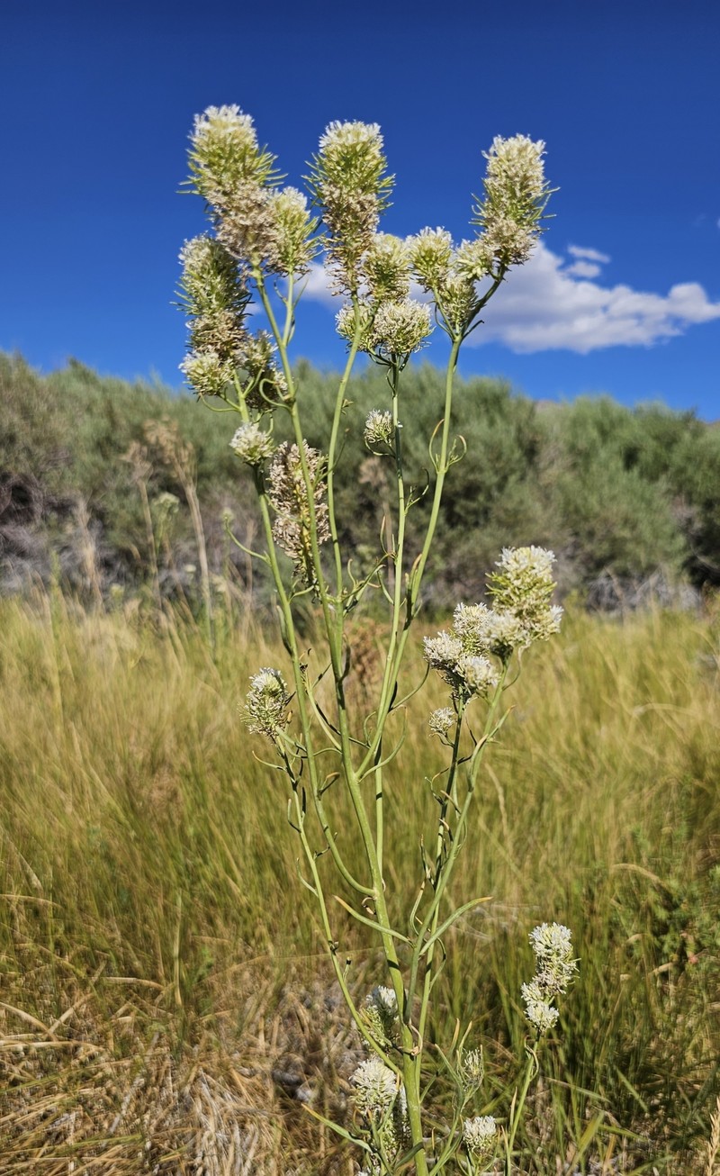 Thelypodium integrifolium subsp. complanatum photo 5