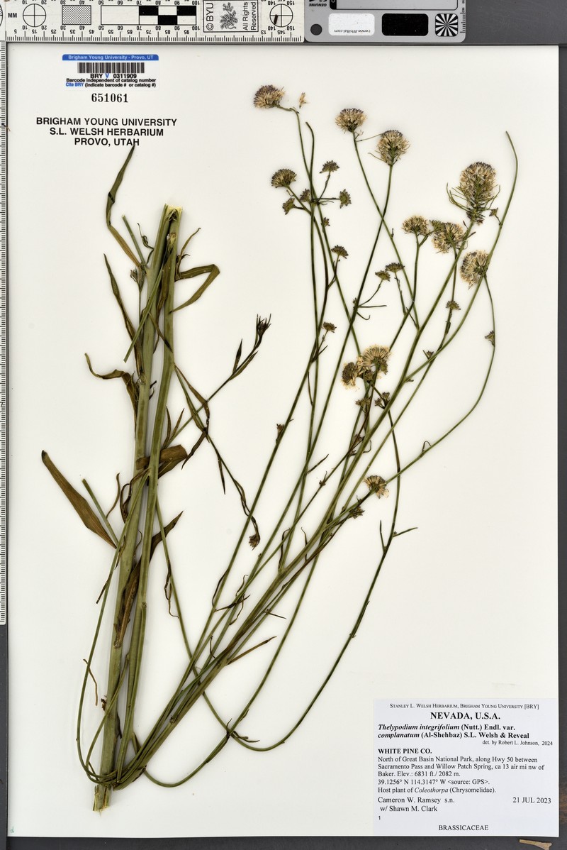 Thelypodium integrifolium subsp. complanatum photo 6