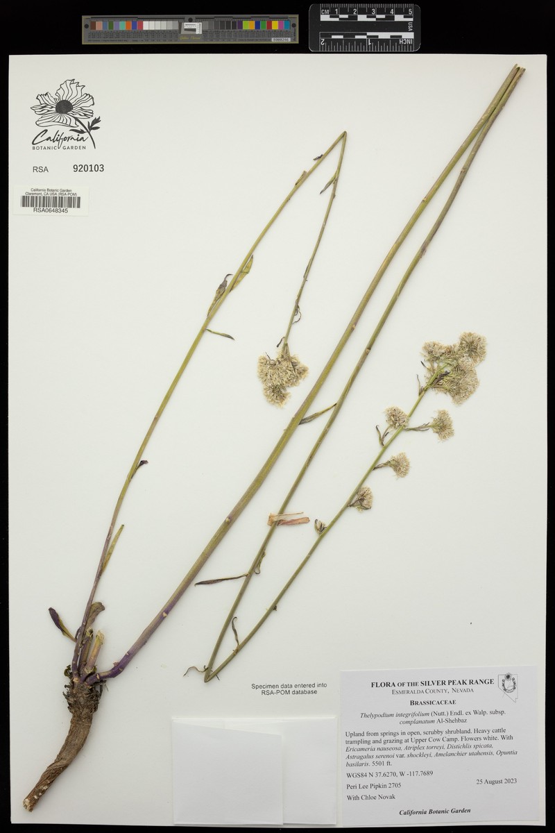 Thelypodium integrifolium subsp. complanatum photo 7