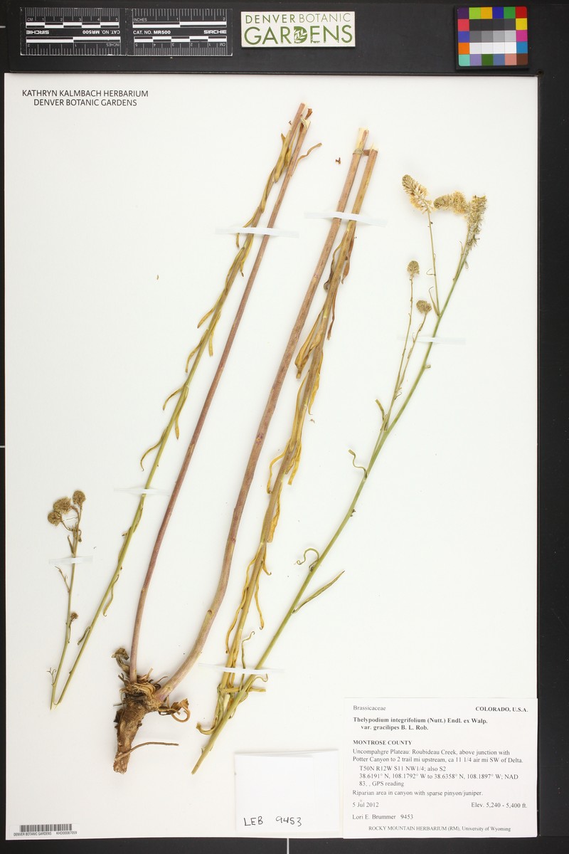 Thelypodium integrifolium subsp. gracilipes photo 2