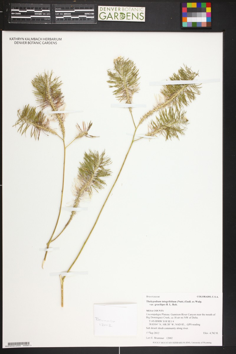 Thelypodium integrifolium subsp. gracilipes photo 3