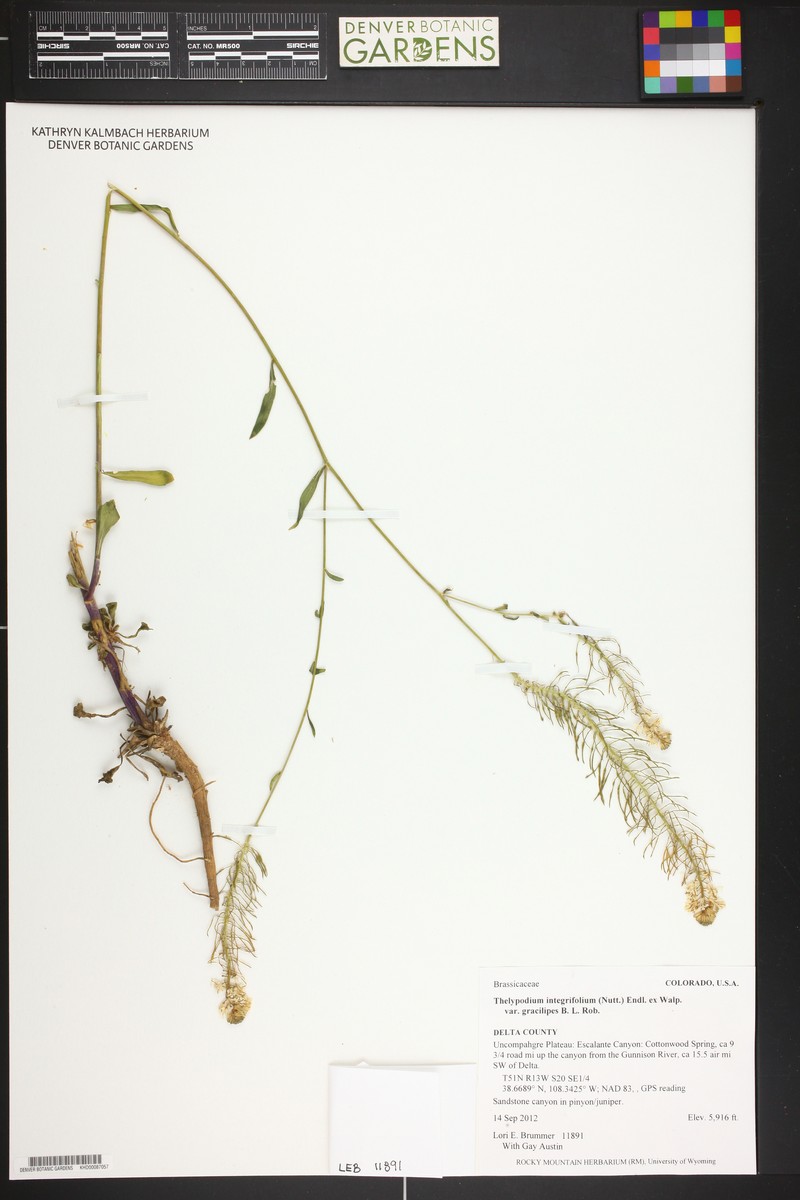 Thelypodium integrifolium subsp. gracilipes photo 4