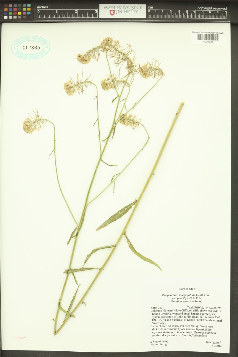 Thelypodium integrifolium subsp. gracilipes photo 5