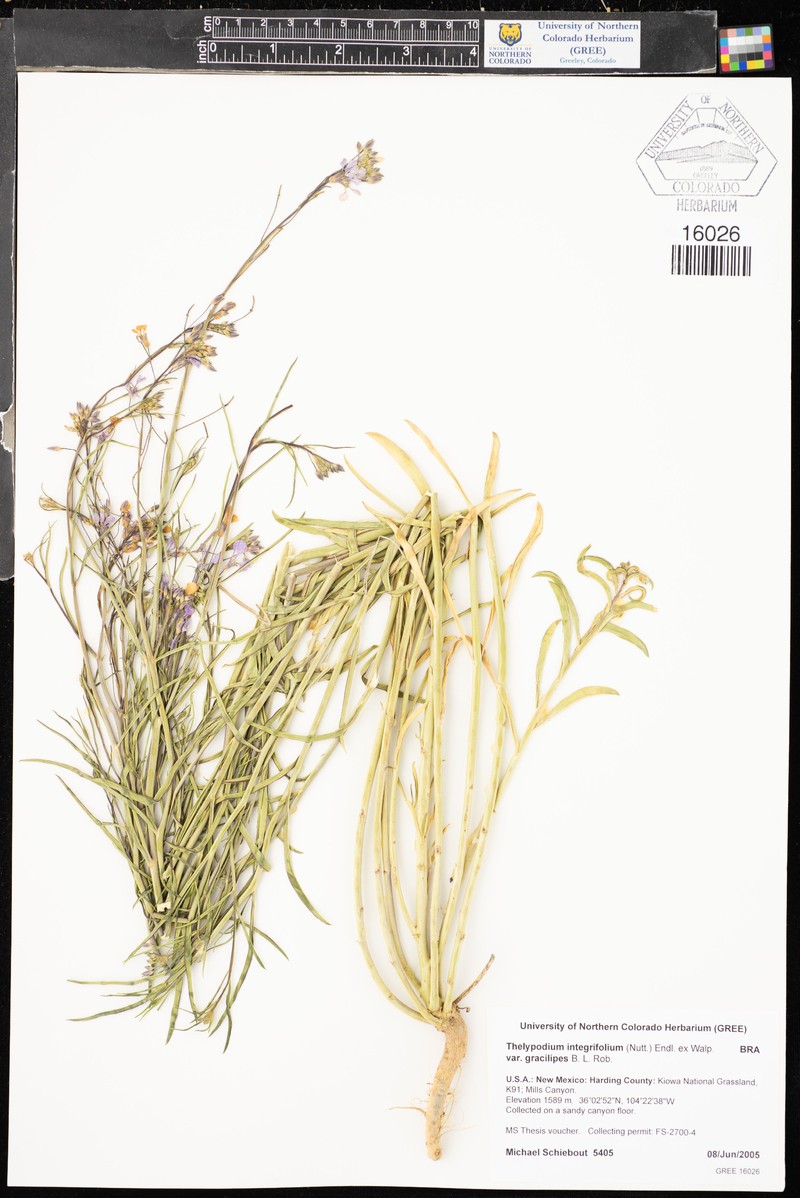 Thelypodium integrifolium subsp. gracilipes photo 6