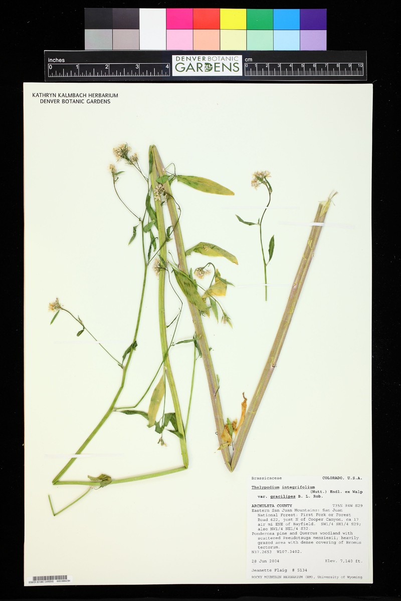 Thelypodium integrifolium subsp. gracilipes photo 7