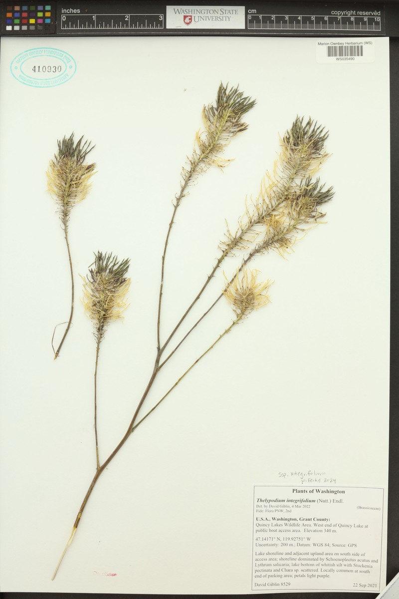 Thelypodium integrifolium subsp. integrifolium