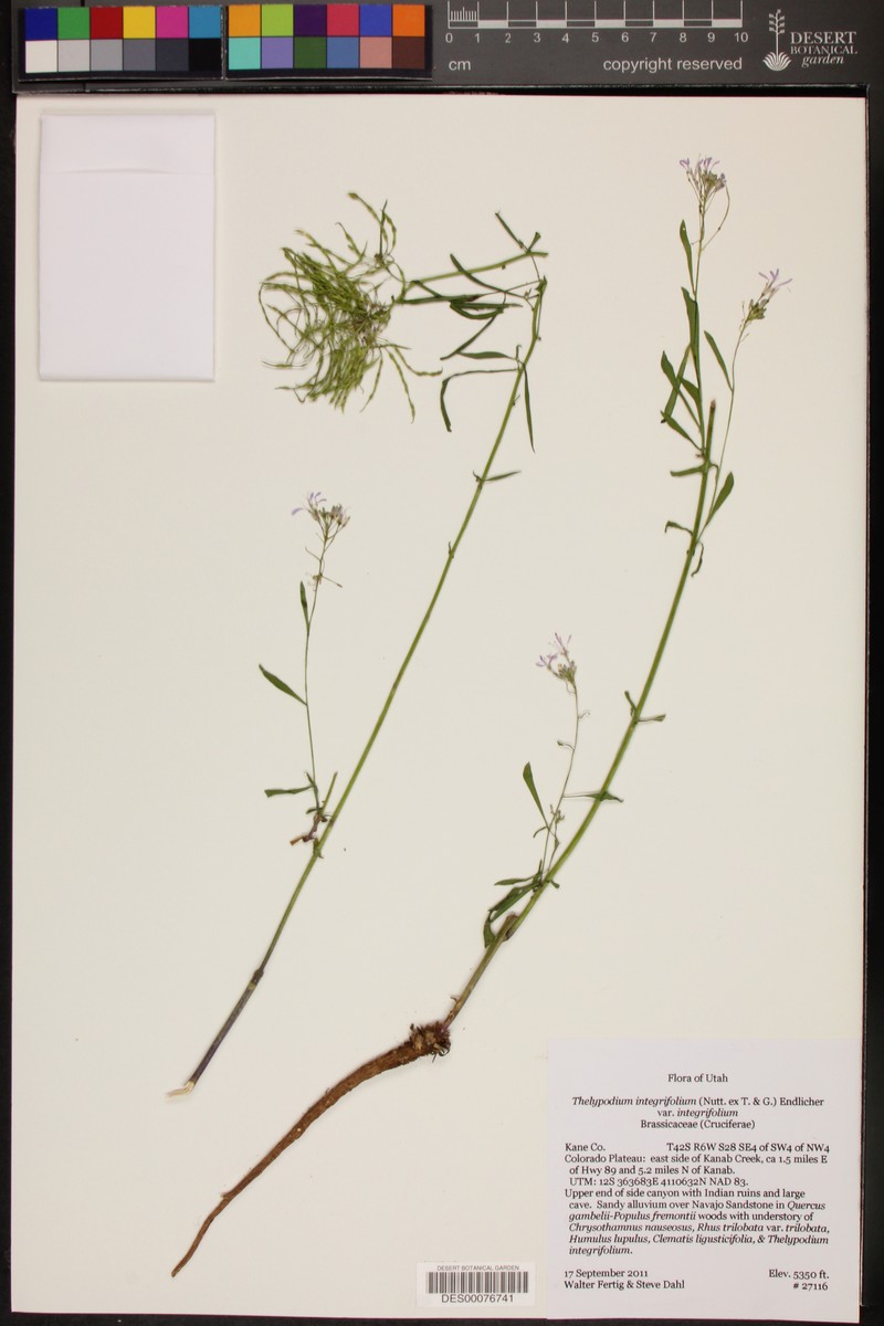 Thelypodium integrifolium subsp. integrifolium photo 2