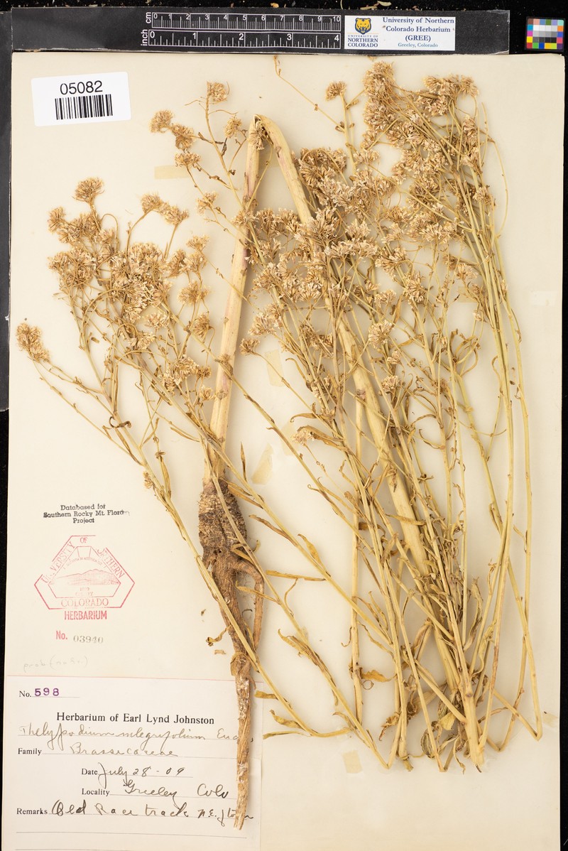 Thelypodium integrifolium subsp. integrifolium photo 3