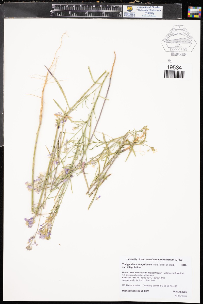 Thelypodium integrifolium subsp. integrifolium photo 4