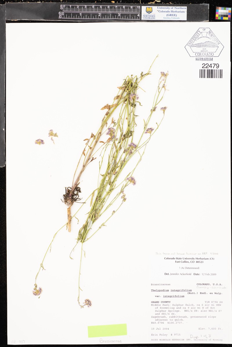 Thelypodium integrifolium subsp. integrifolium photo 5