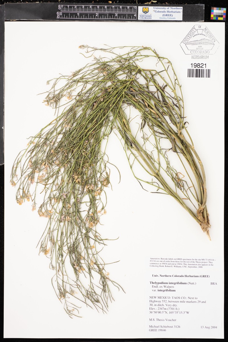 Thelypodium integrifolium subsp. integrifolium photo 6