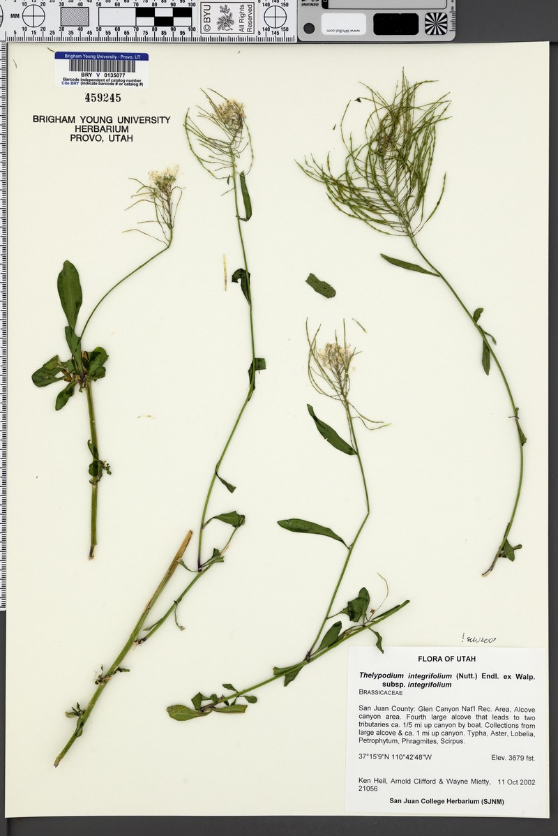 Thelypodium integrifolium subsp. integrifolium photo 7