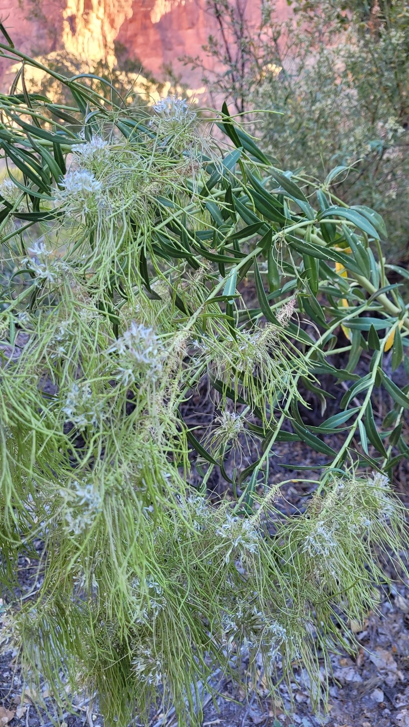 Thelypodium integrifolium subsp. longicarpum