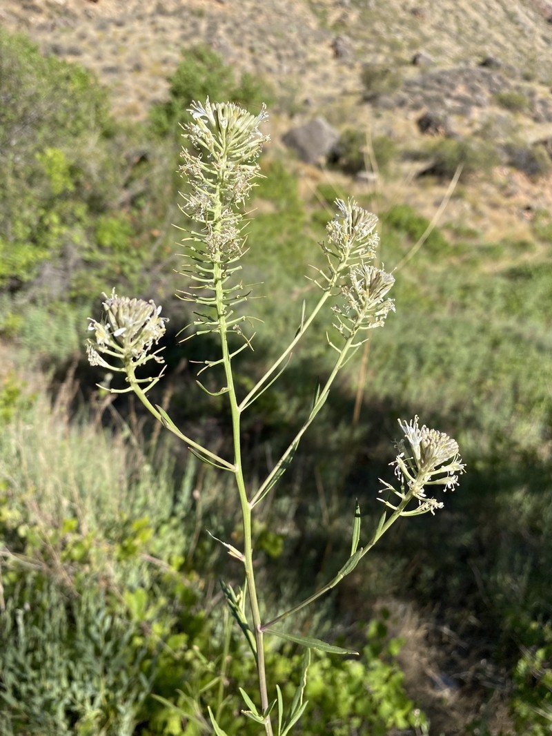 Thelypodium integrifolium subsp. longicarpum photo 2