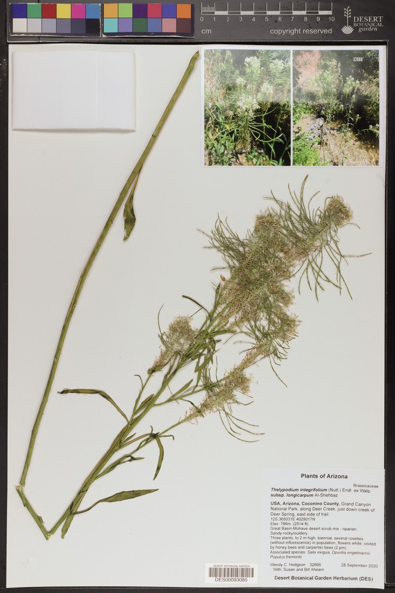 Thelypodium integrifolium subsp. longicarpum photo 3