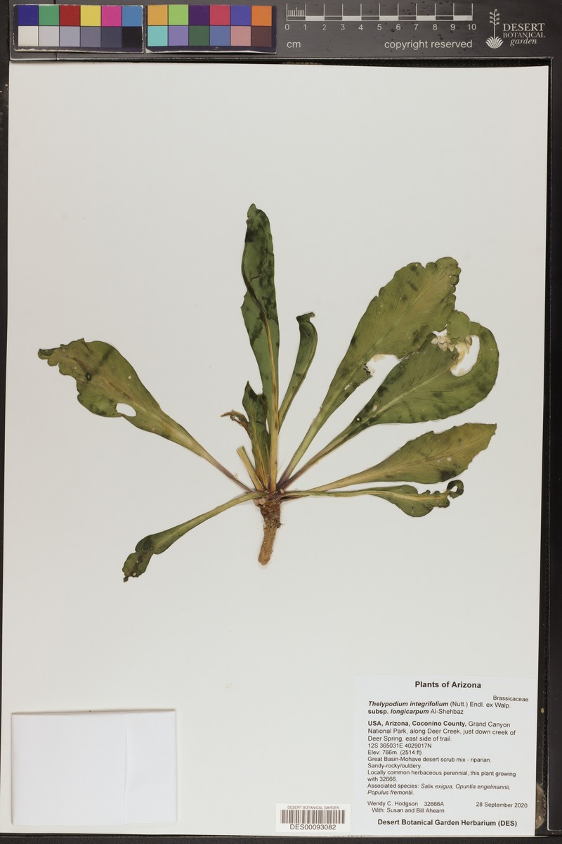 Thelypodium integrifolium subsp. longicarpum photo 4