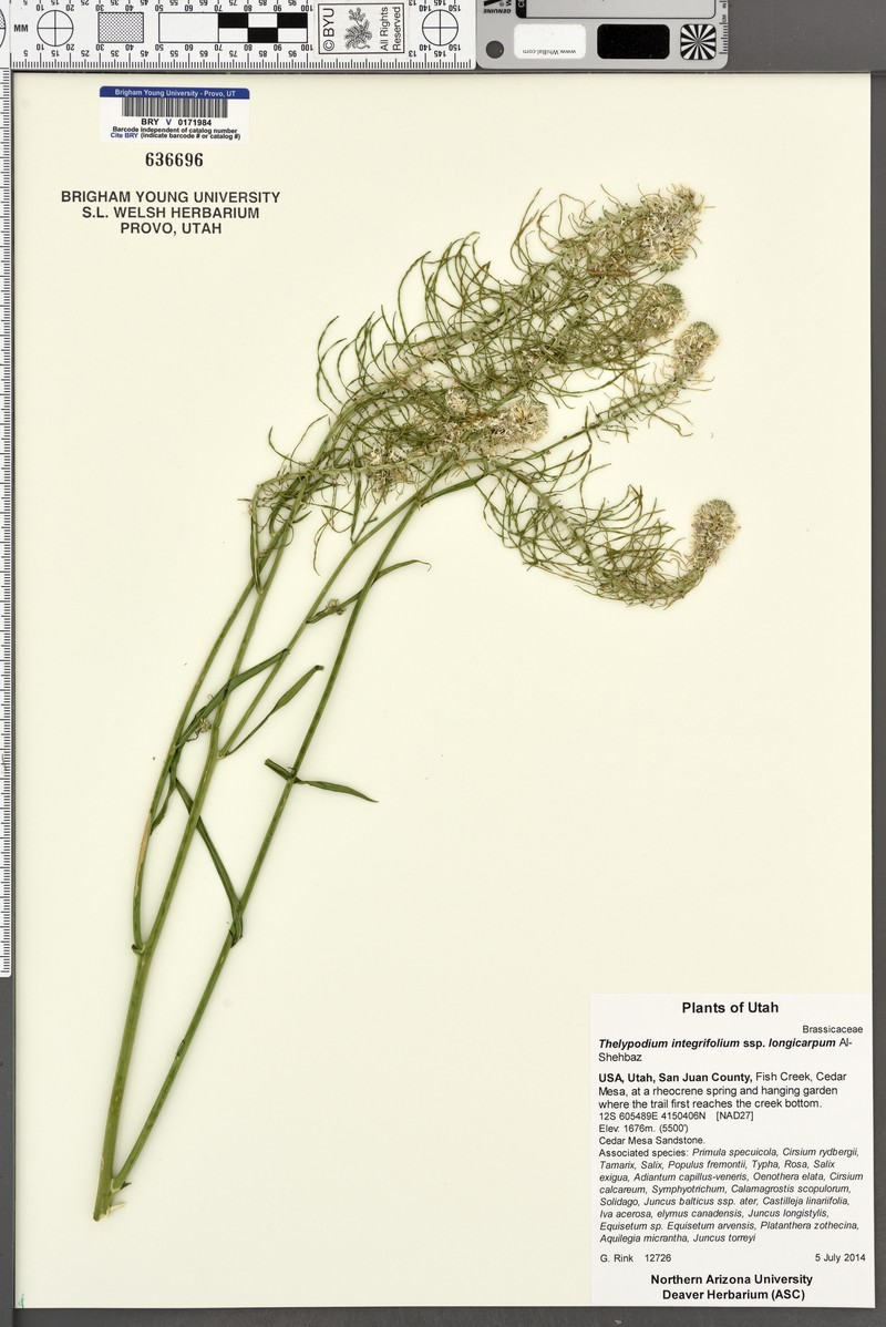 Thelypodium integrifolium subsp. longicarpum photo 5