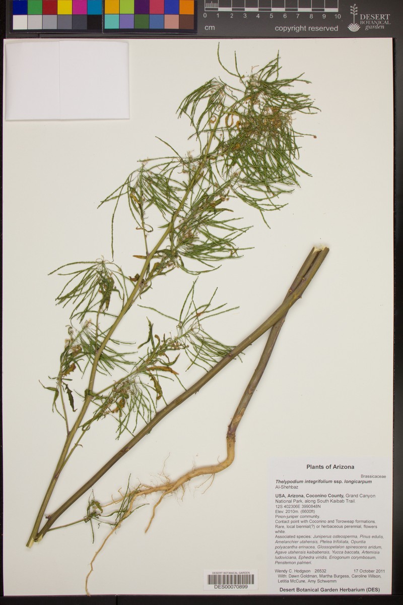 Thelypodium integrifolium subsp. longicarpum photo 6