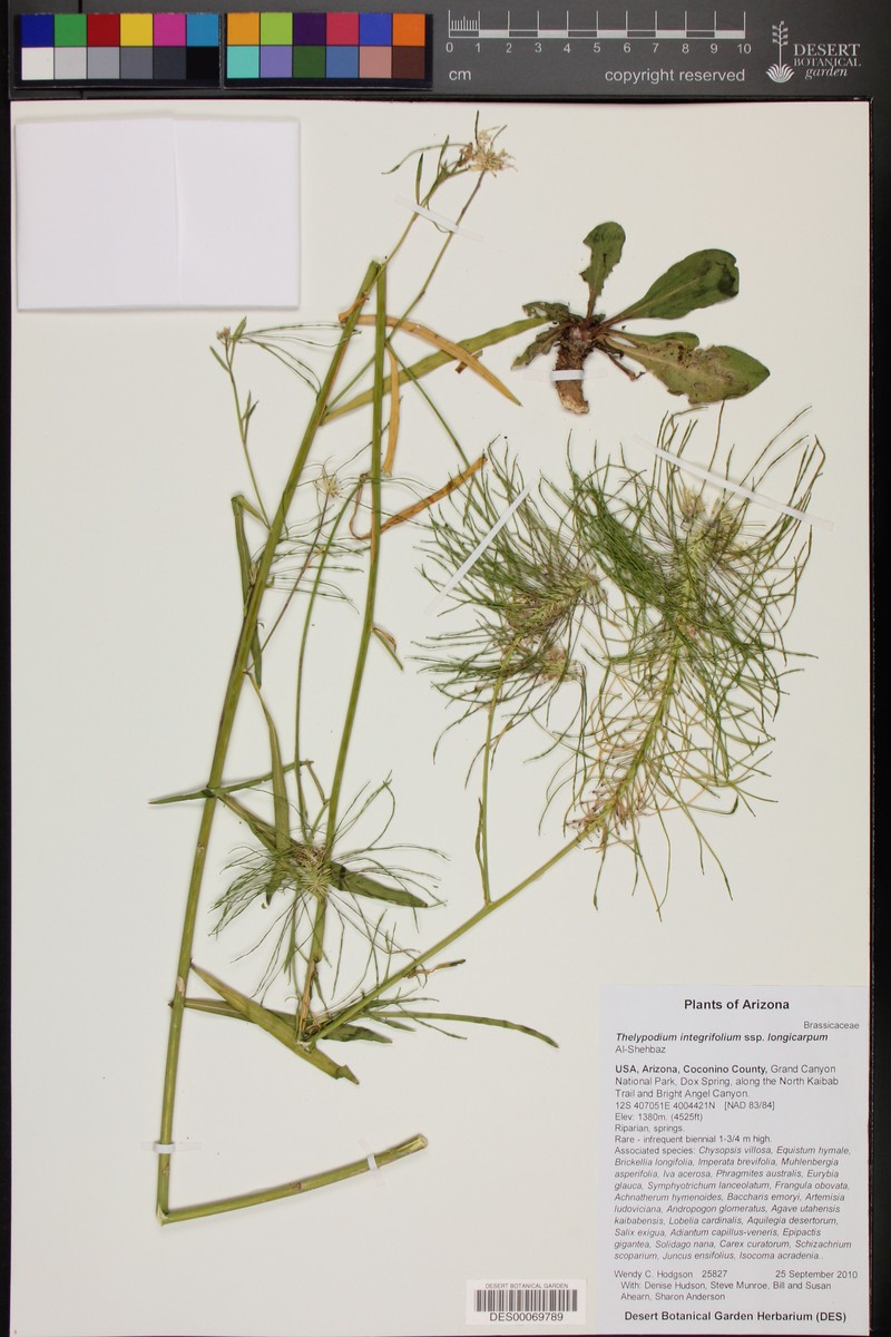 Thelypodium integrifolium subsp. longicarpum photo 7