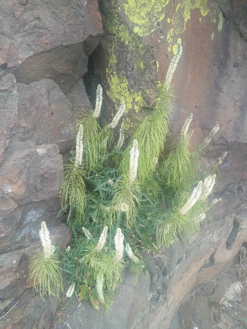 Cutleaf Thelypody photo 3