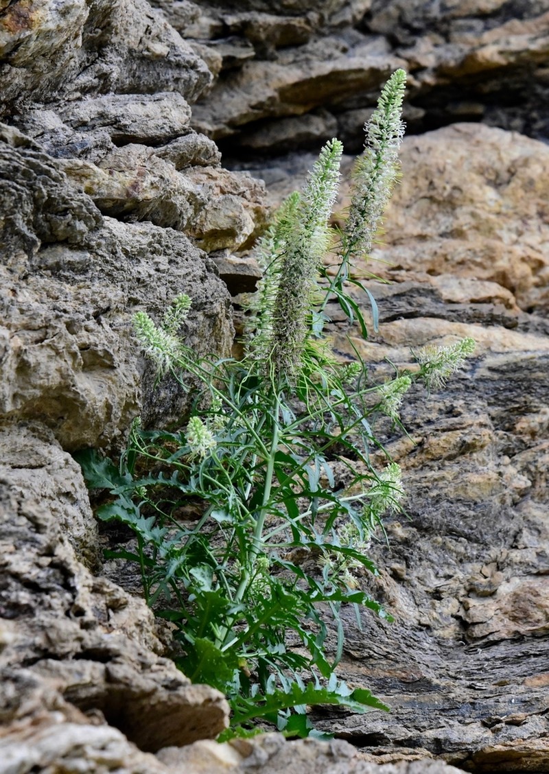 Cutleaf Thelypody photo 4