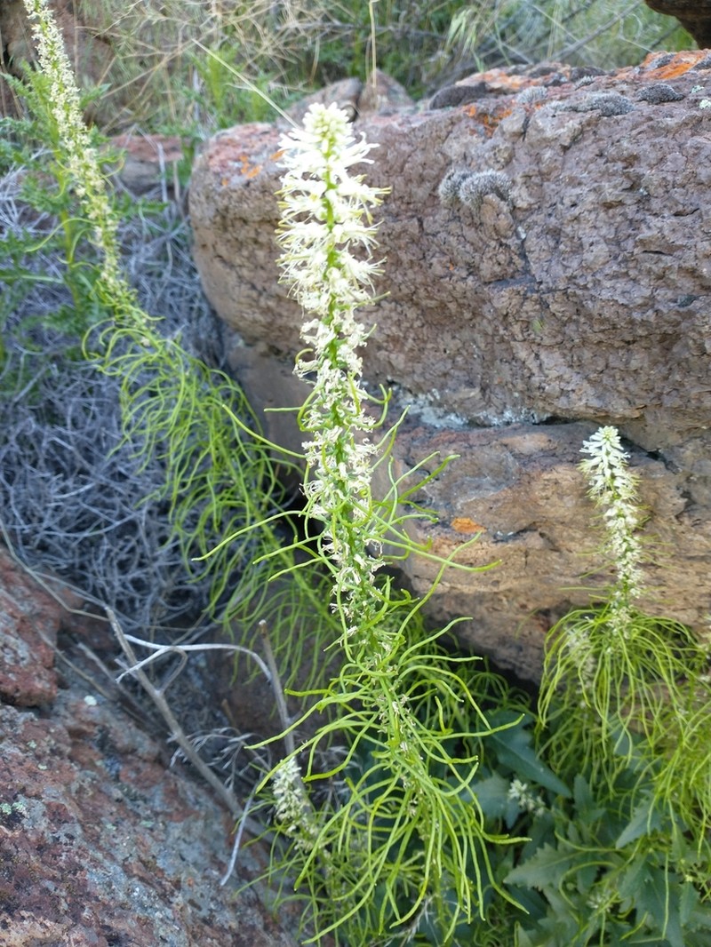 Cutleaf Thelypody photo 5
