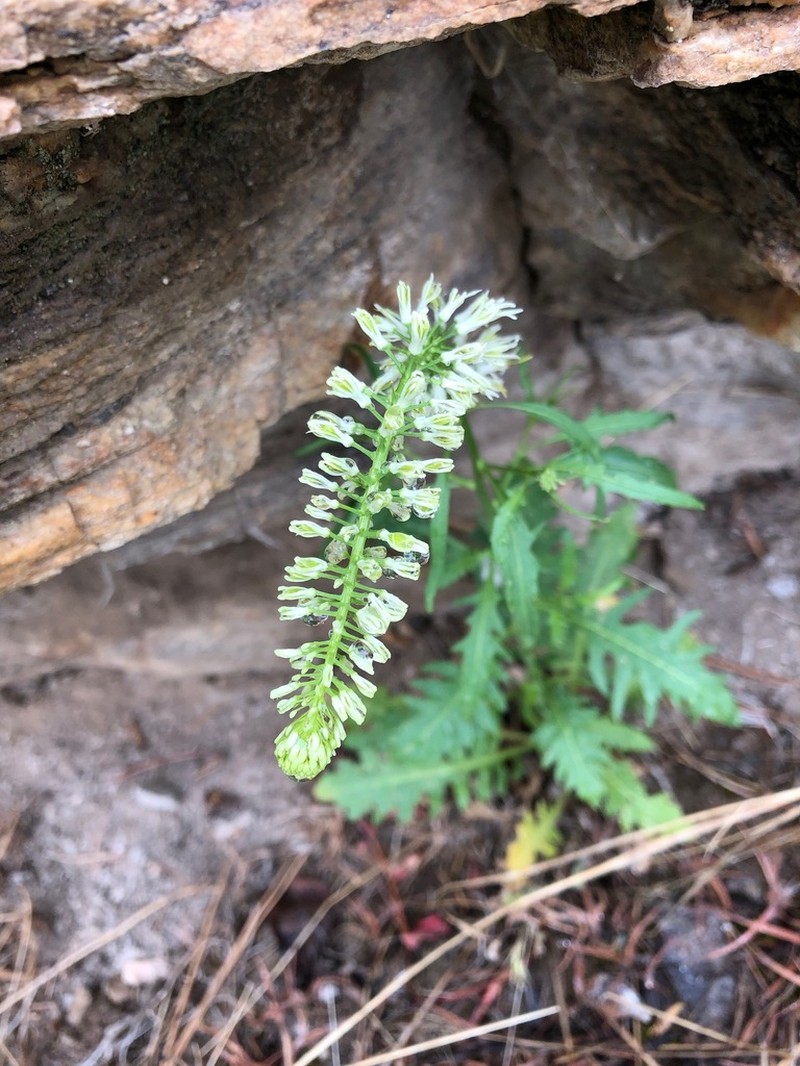 Cutleaf Thelypody photo 6
