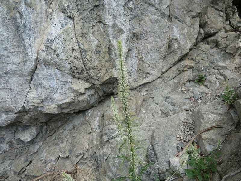 Cutleaf Thelypody photo 7