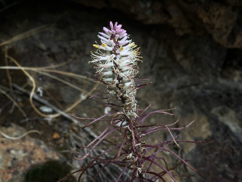 Cutleaf Thelypody photo 8